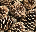 Pinecones