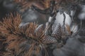 Pinecones on a brown branch of a pine tree