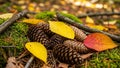 The pinecones are conical and brown typical of many coniferous Royalty Free Stock Photo