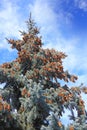 Pinecones on evergreen tree Royalty Free Stock Photo