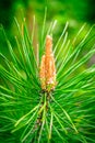 Pinecones with green fresh pine needles at spring Russian forest.