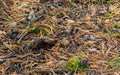 Pinecones on the ground