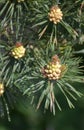 Pinecones Growing on a Pine Tree in the Springtime Royalty Free Stock Photo