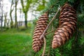 Pinecones Hanging From a Fallen Pine Tree