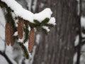 Pinecones hanging from a snow covered branch
