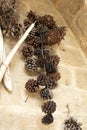 pinecones hung on nails on old wall Royalty Free Stock Photo