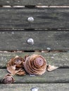 Pinecones that look like Roses on a Weathered Wooden Park Bench Royalty Free Stock Photo