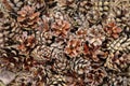Pinecones lying on ground in forest. Brown pine tree cones before autumn season. Royalty Free Stock Photo