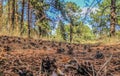 Pinecones in the coniferous forest Royalty Free Stock Photo