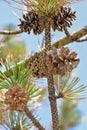 Pinecones on a Pine Tree