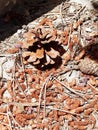 Pinecones Royalty Free Stock Photo