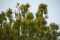 The pinecones on the pinus sibirica. Yamal