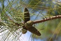 Pinecones Resting in a Texas Long Needle Pine Tree Royalty Free Stock Photo