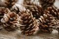 Pinecones Royalty Free Stock Photo