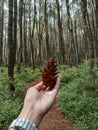 pinecones straight from the pine forest, lembang, west java