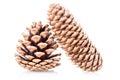 Pinecones Royalty Free Stock Photo