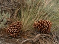 Pinecones Royalty Free Stock Photo