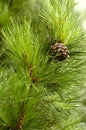 Pinecones #verctical Royalty Free Stock Photo