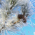 Pinecones in winter Royalty Free Stock Photo