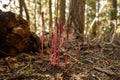 Pinedrop Plants Grow Along Trail In Crater Lake Royalty Free Stock Photo