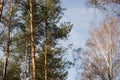 Pinee and birch trees in forest against blue sky