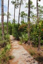 Pinelands Trail Royalty Free Stock Photo
