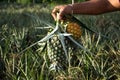 Keep the pineapple cooked at the garden Royalty Free Stock Photo