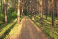 Pinery. Hiking trail. Belokurikha. Royalty Free Stock Photo