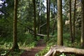 Pinery. Path path in the forest. Green grass. Tall trees. sky. Royalty Free Stock Photo