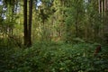 Pinery. Path path in the forest. Green grass. Tall trees. sky. Royalty Free Stock Photo