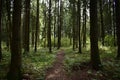 Pinery. Path path in the forest. Green grass. Tall trees. sky. Royalty Free Stock Photo