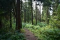 Pinery. Path path in the forest. Green grass. Tall trees. sky. Royalty Free Stock Photo