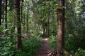 Pinery. Path path in the forest. Green grass. Tall trees. sky. Royalty Free Stock Photo