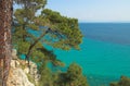 Pines above the sea Royalty Free Stock Photo