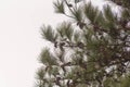 The Pines of the American pine Royalty Free Stock Photo