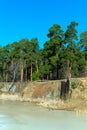 Pines on the background of the spring sky. Bottom view Royalty Free Stock Photo
