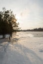 Pines in the backlight of the setting sun. Spring time on a forest lake with melting ice and snow. Textured snow with animal Royalty Free Stock Photo