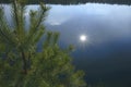 Pines on the bank of pond Royalty Free Stock Photo