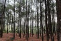 Pines at Becici Peak, Bantul, Yogyakarta, Indonesia during sunset.