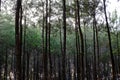 Pines at Becici Peak, Bantul, Yogyakarta, Indonesia during sunset.