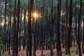 Pines at Becici Peak, Bantul, Yogyakarta, Indonesia during sunset.