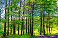 Pines and birches in a clearing in the summer forest