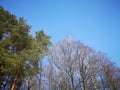 Pines and birches in the forest