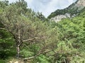 Pines in canyon Kadargavan. Russia, North Ossetia - Alania