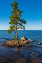 Pines cling to their roots for stones