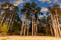 Pines on a coast