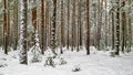 Pines covered by snow. Winter forest. Scenic landscape