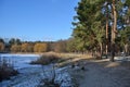 Pines and deciduous trees on a sandy beach near a winter frozen lake overgrown with reeds Royalty Free Stock Photo