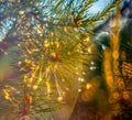 Pines detail after rain Royalty Free Stock Photo