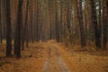 Pines in the forest with misty morning Royalty Free Stock Photo